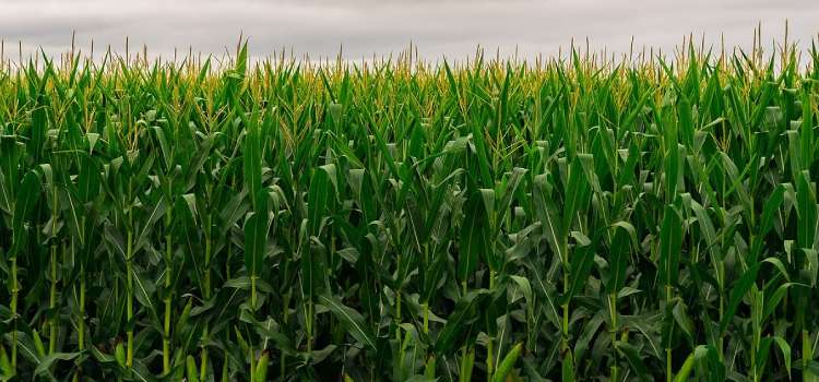 A dense stand of tall maize under an overcast sky