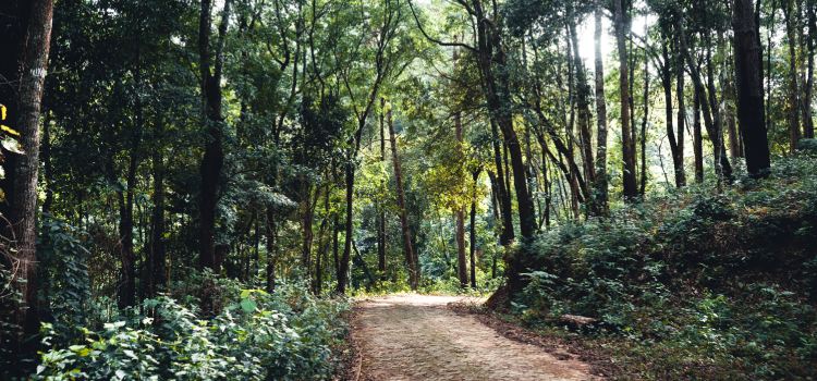 A red dirt track leading into dense rainforest, tall slender trees on either side