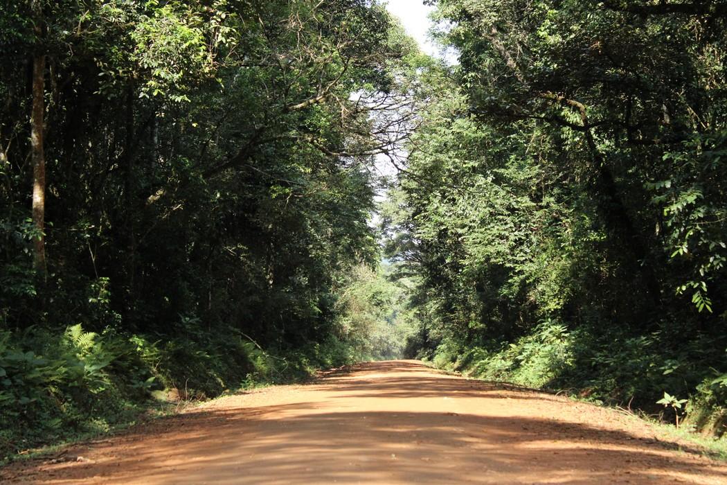 A wide red dirt road running between walls of tall rainforest