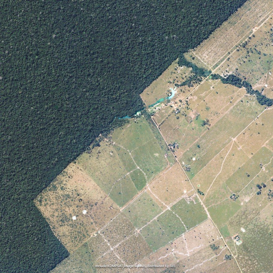Satellite imagery of dense forest meeting cleared land, where the ground has been cut into rectangular plots with scattered trees